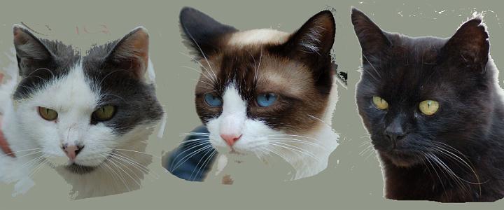 lestroischats-photo.jpg