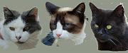 lestroischats-photo