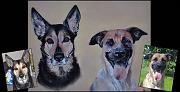 chiens-melanie