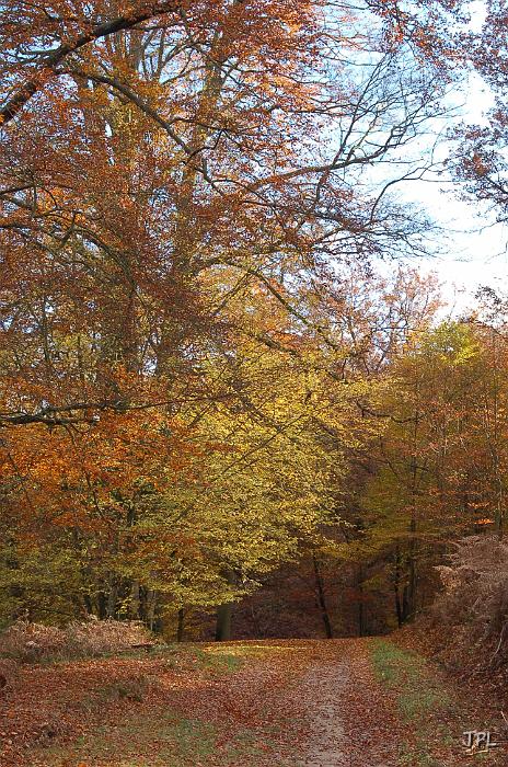 DSC_0710.JPG