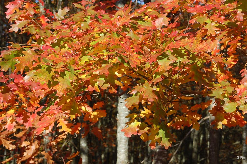 DSC_1346.JPG
