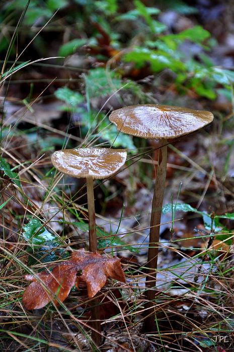 DSC_2979.jpg