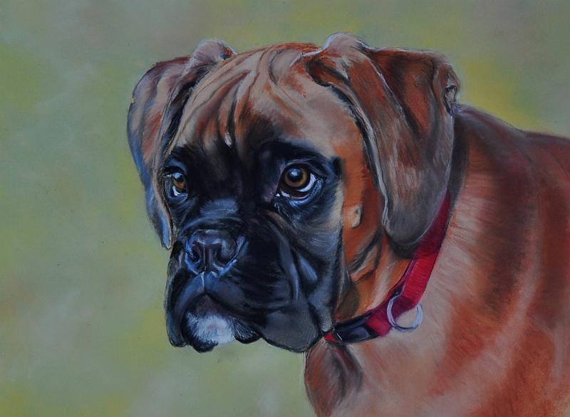 Gringo-4mois.jpg - Pastel format /size 30x40