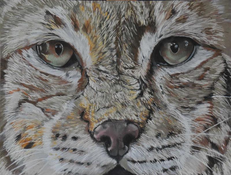 Lynx.JPG -  Pastel format /size 30 x 40