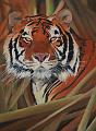 TIGRE
