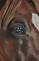 cheval-criniere-rousse