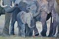 famille-d'elephants