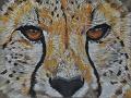 guepard