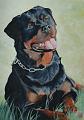 rotweiller