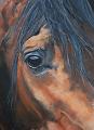 tete-cheval2