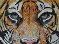 tigre2