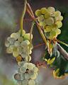 Raisins