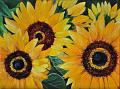 Tournesol2