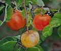 pommes